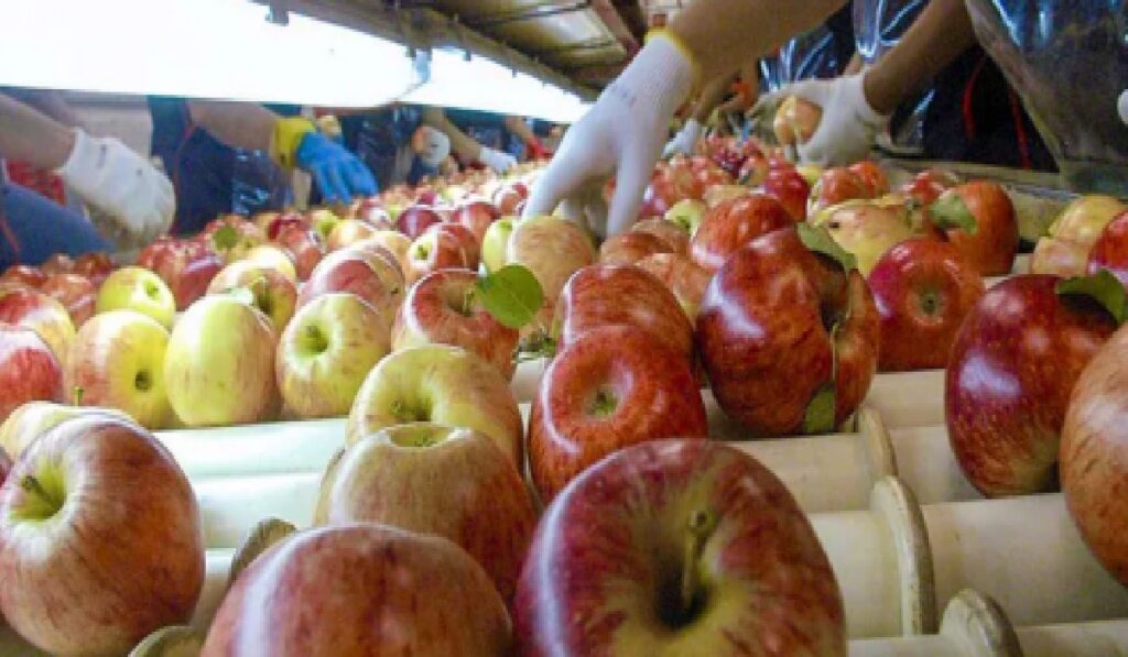 Trabajos para empacar frutas